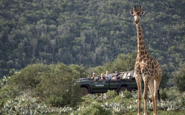 HillsNek Safari Camp - Amakhala Game Reserve