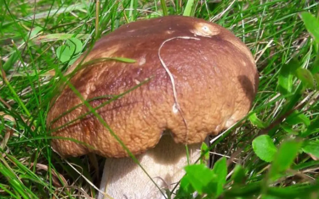 Apartment Nina Kopaonik