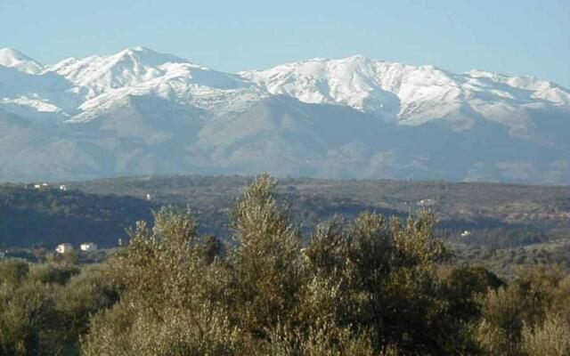 Saint Basil Olive Grove