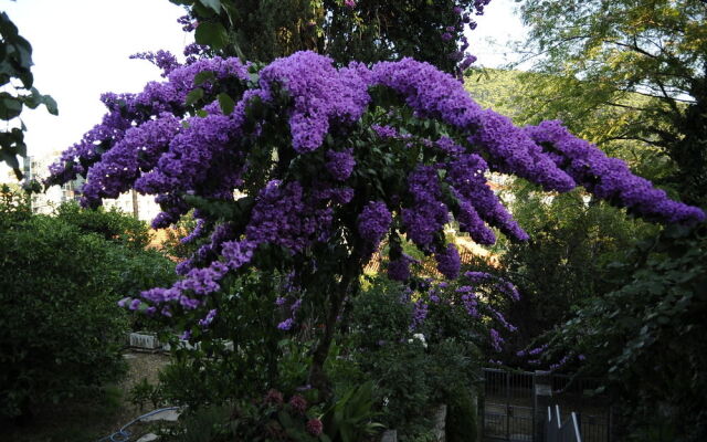Vila Vala