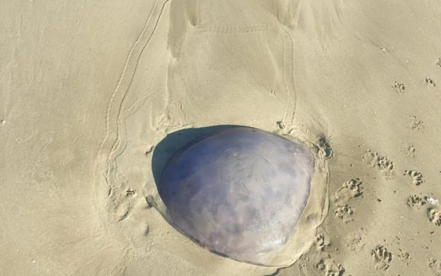 The Sparrow's Nest Beach-Front Self-catering