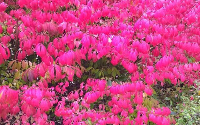 The Cabin at Moon Dance