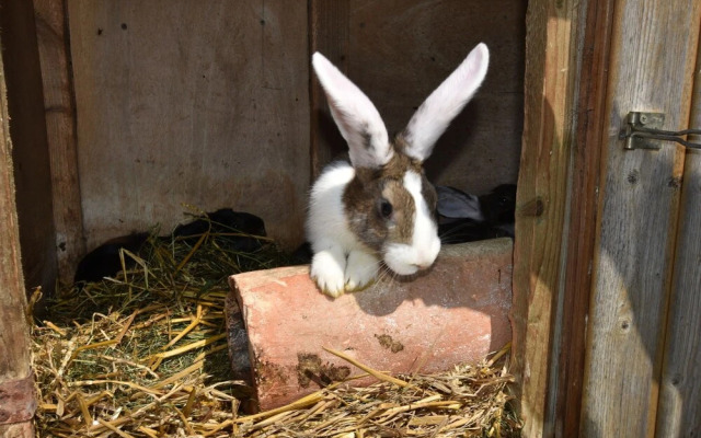 Quaint Apartment in Boiensdorf near Sea