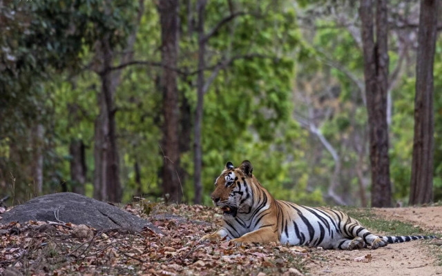 Taal Tiger Retreat