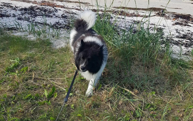 Tjeldsundbrua Camping