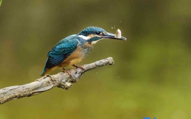 Pu zhe hei he mu Xiao Zhu min su