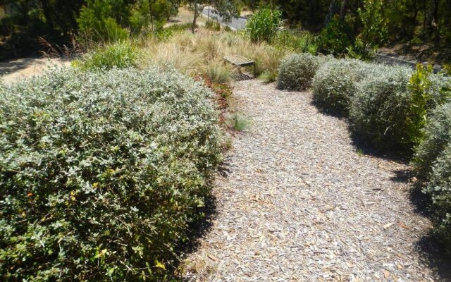 Snowgums in Katoomba