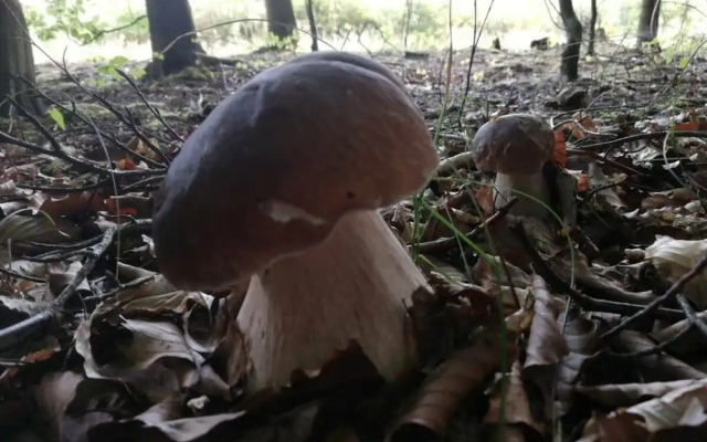 Apartment at the Knappensee in Gross Sarchen