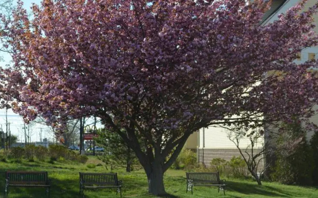 Rodeway Inn Hyannis