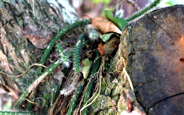 Pousada Águas Claras