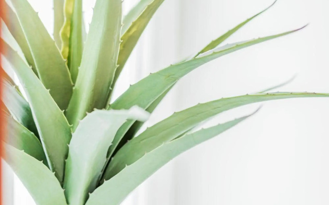 ZEUS Design Apartments Herz