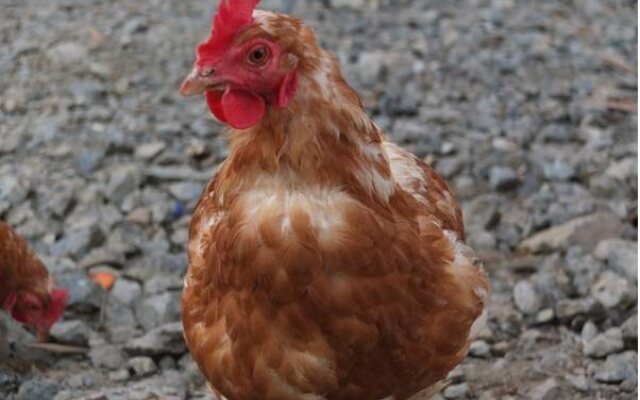 Prancing Horse Retreat