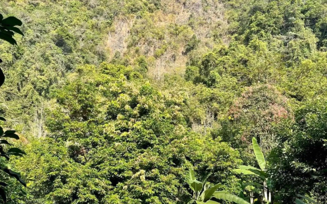Khaosok Green Mountain View