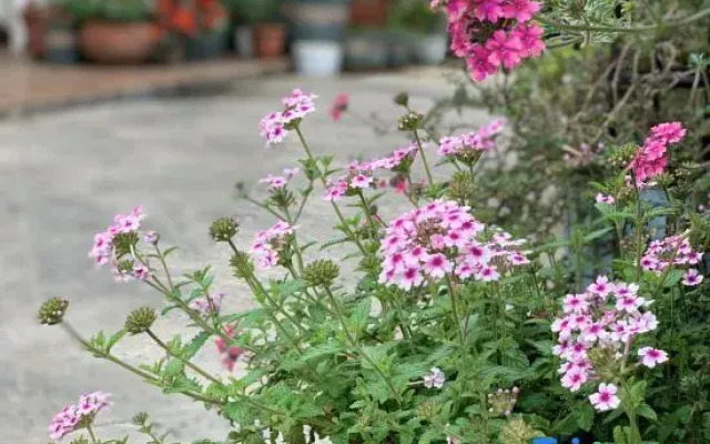 Yongding  Coffee Garden B&B