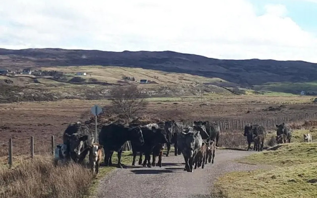 The Braes Guest House
