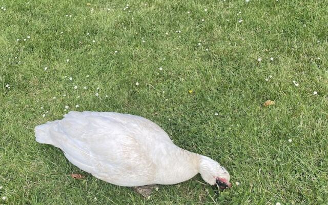 The Penruddocke Arms