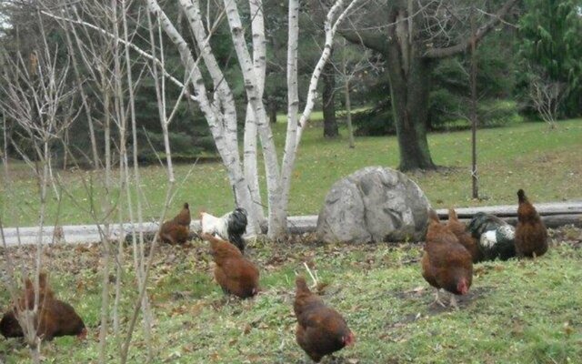 Chalet Bed and Breakfast, Niagara-on-the-Lake