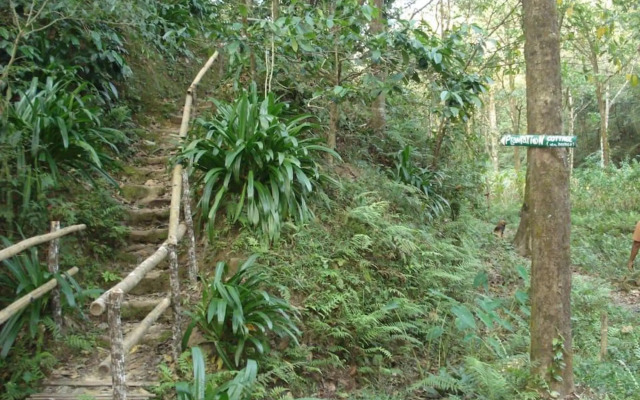 Rainforest Retreat