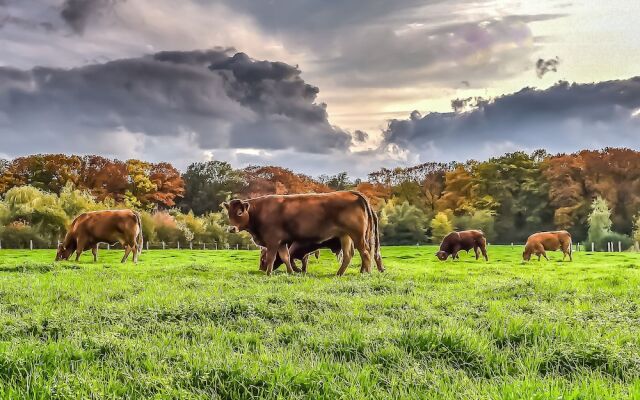 Designed Chalet With Dishwasher, Near Water