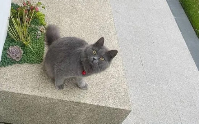 Sangu Maolu Homestay