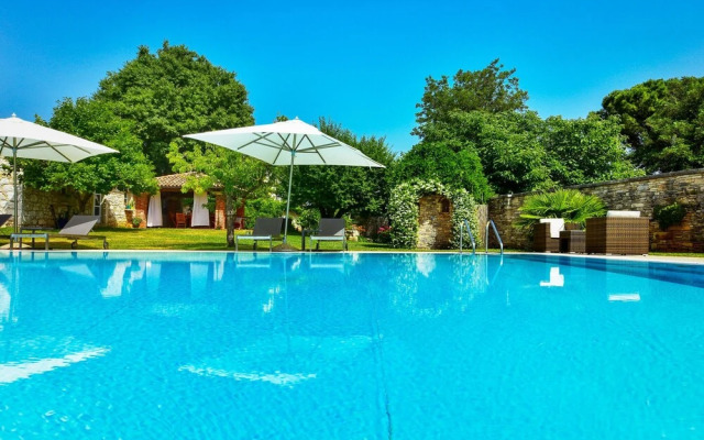 Hibiskus Tadini in Tadini