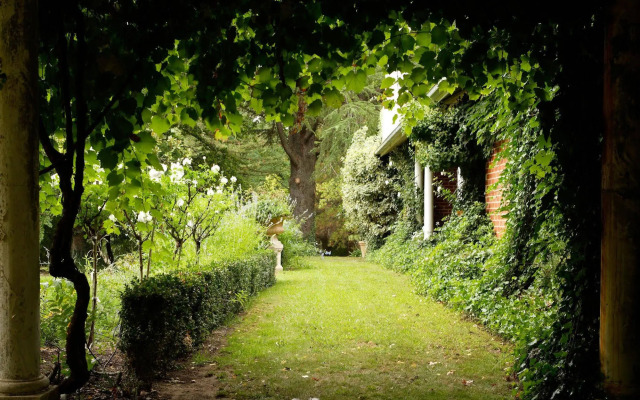 Mayfield Vineyard