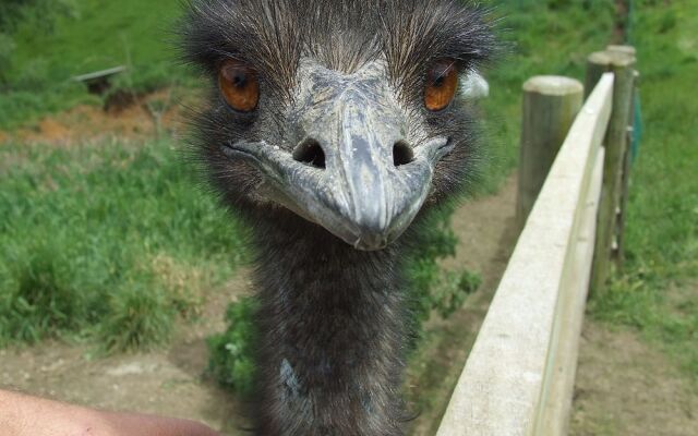 Runciman Berries and Emus B&B