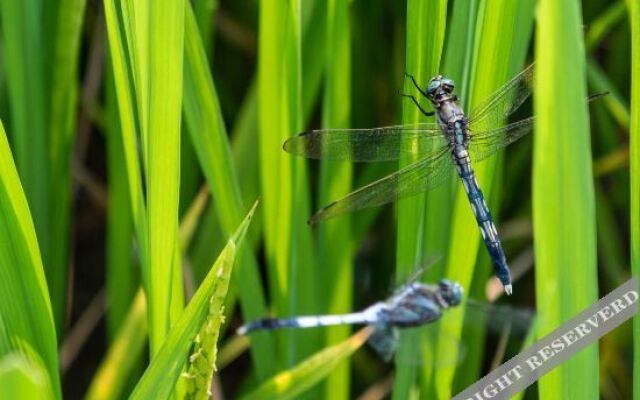 Purling Hills Guesthouse