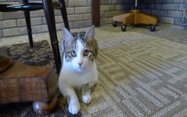 Yatsugatake Inn Kogenryokan Nobeyamaso