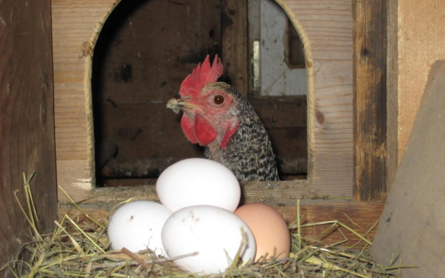 Appartement Villa Kern