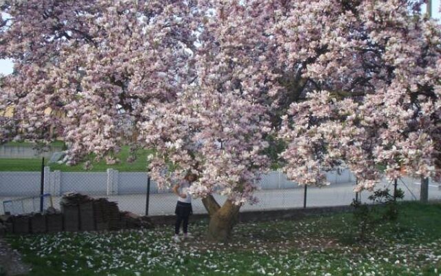 Hôtel Au Vieux Tilleul
