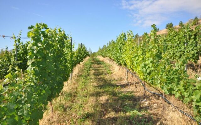 E'Laysa Guesthouse and Vineyard Retreat