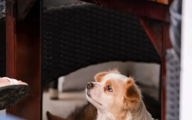 Dalat Blue House Homestay & Cafe