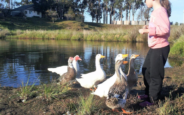 Pelican Point Tasmania