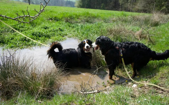 Mirabellenhof - Kleine Ferienwohnung mit Altstadtblick