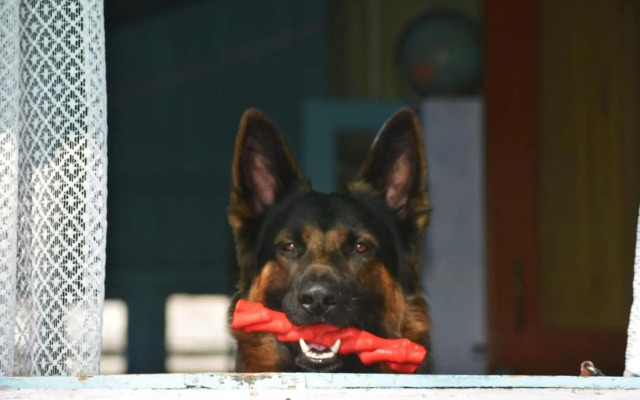 11 Monteviot: Luxury homestay overlooking a tea estate