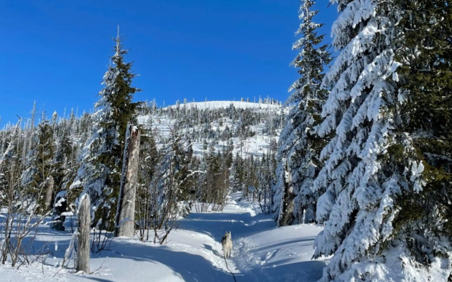 Wildkräuter Hexenhaus