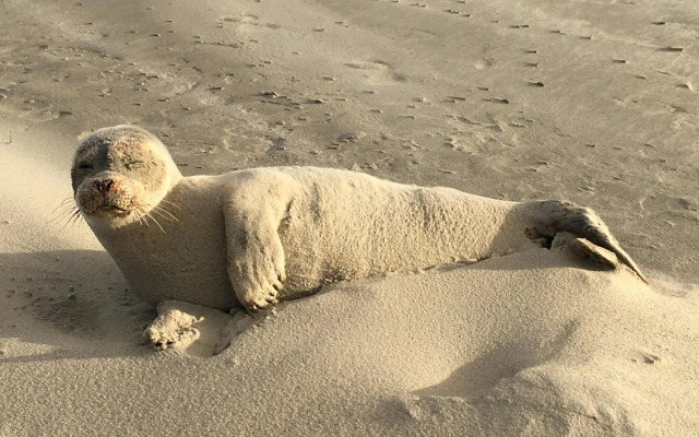 Haus Seeigel Strandflieder