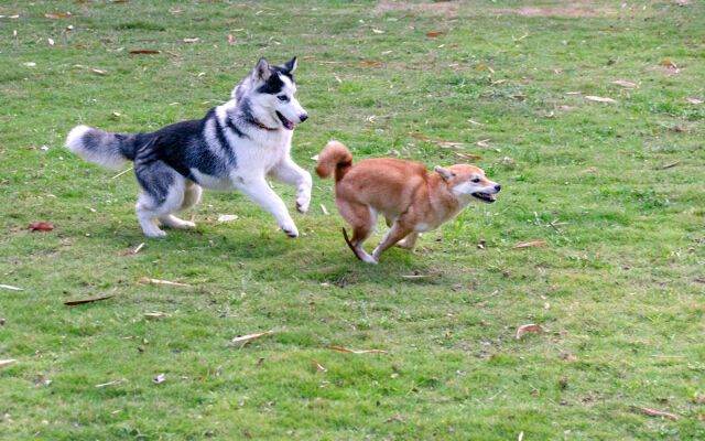 Pawtel