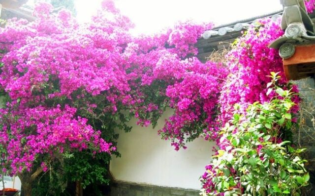 Revel in Lijiang Inn