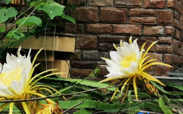Wuchuan Dongshan Private Language Homestay