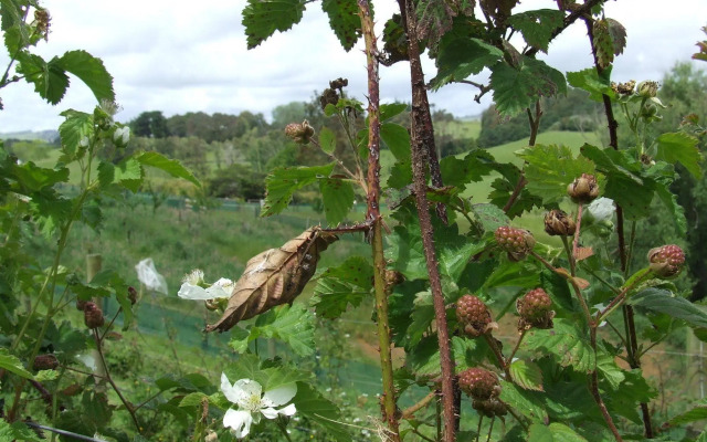 Runciman Berries and Emus B&B
