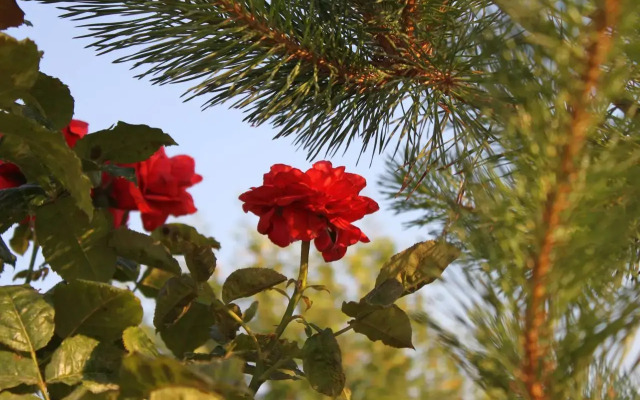 Гостевой дом Мерджан