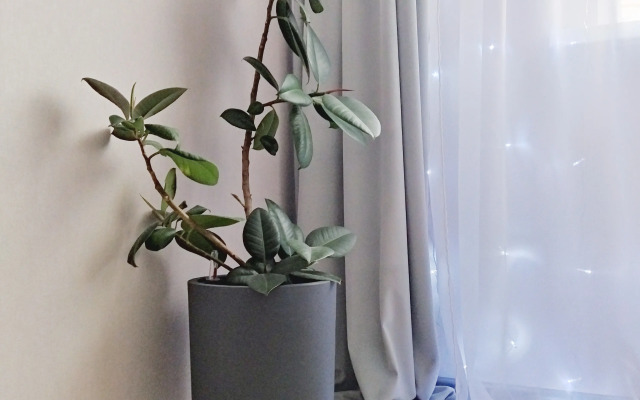 Estetik Rent Flat