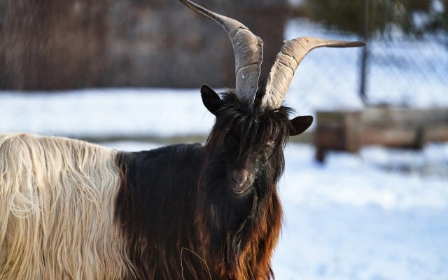 Отель Ель и Пихта