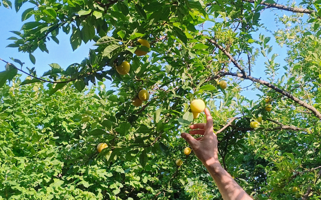 Вилла la pineta di Sinalunga e dépendance