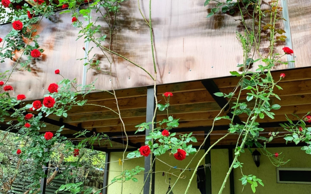 Divny Sad Guest House