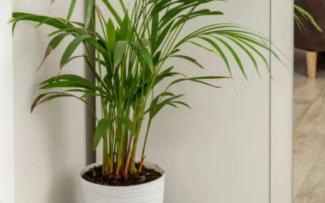 Апартаменты Стандартные Двухместные Любимый Город