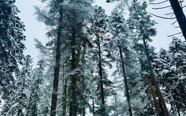 Пихтовый парк