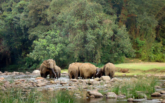 Moon Hill Resort Munnar ( Nature Retreat )